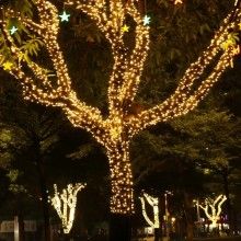 Instalatie LED Liniara SIKS , cu 300 de LED -uri , 20 m lungime, fir verde inchis, Alb Cald Instalatie LED Liniara SIKS , cu 300 de LED -uri , 20 m lungime, fir verde inchis, Alb Cald