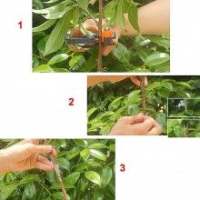 Cleste pentru Altoit SIKS, Banda si Lame incluse, Ideal pentru Gradina, Plante, Negru/Portocaliu Cleste pentru Altoit SIKS, Banda si Lame incluse, Ideal pentru Gradina, Plante, Negru/Portocaliu